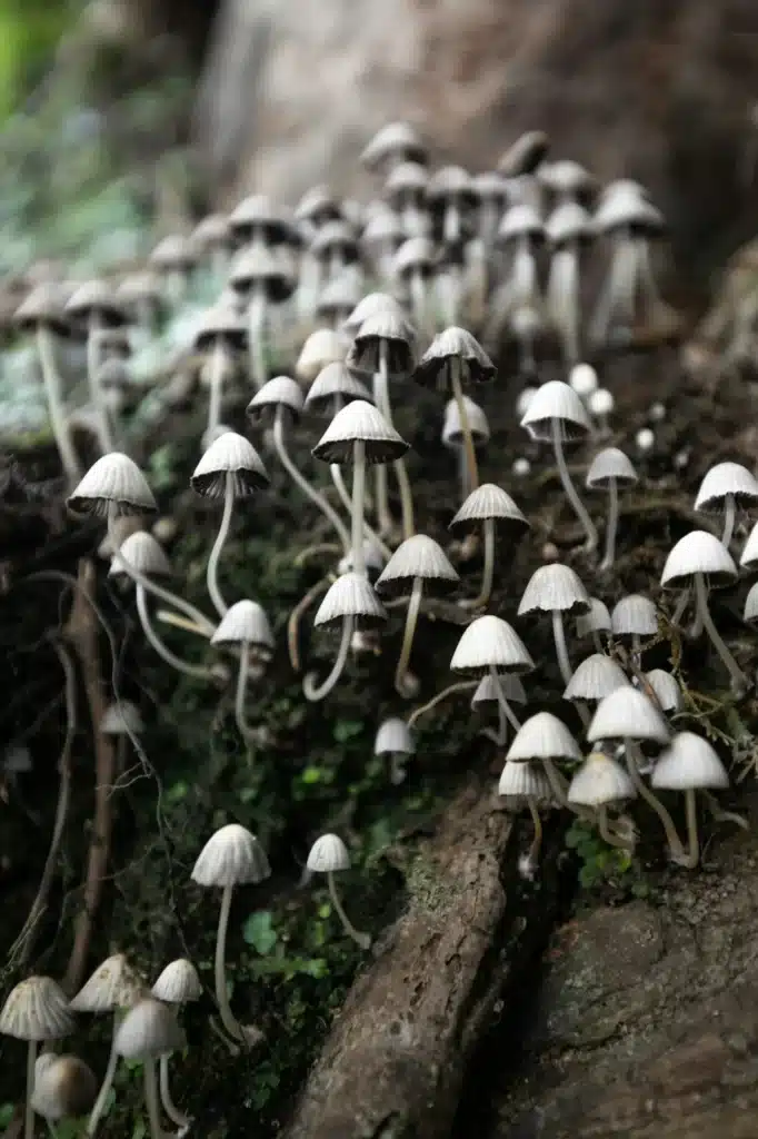 A colony of small pale toadstools mushrooms