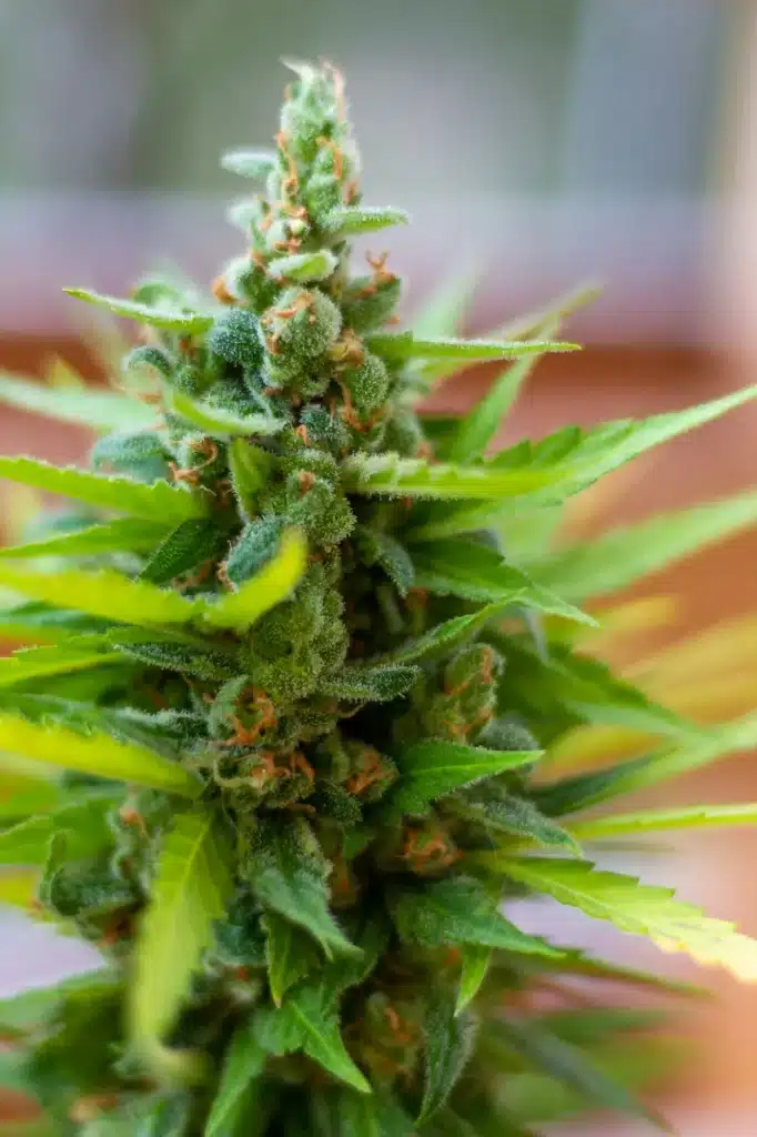 Closeup shot of a marijuana bud