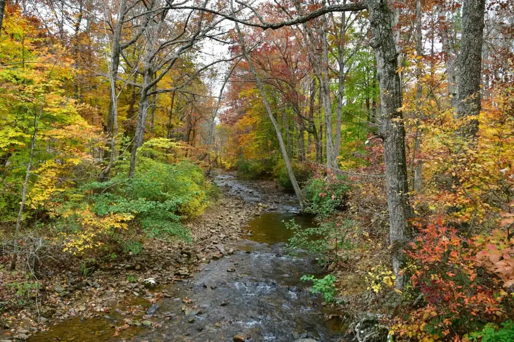 Colorful autumn leaves on the trees in a wooded area that a river, creek or stream in mountains