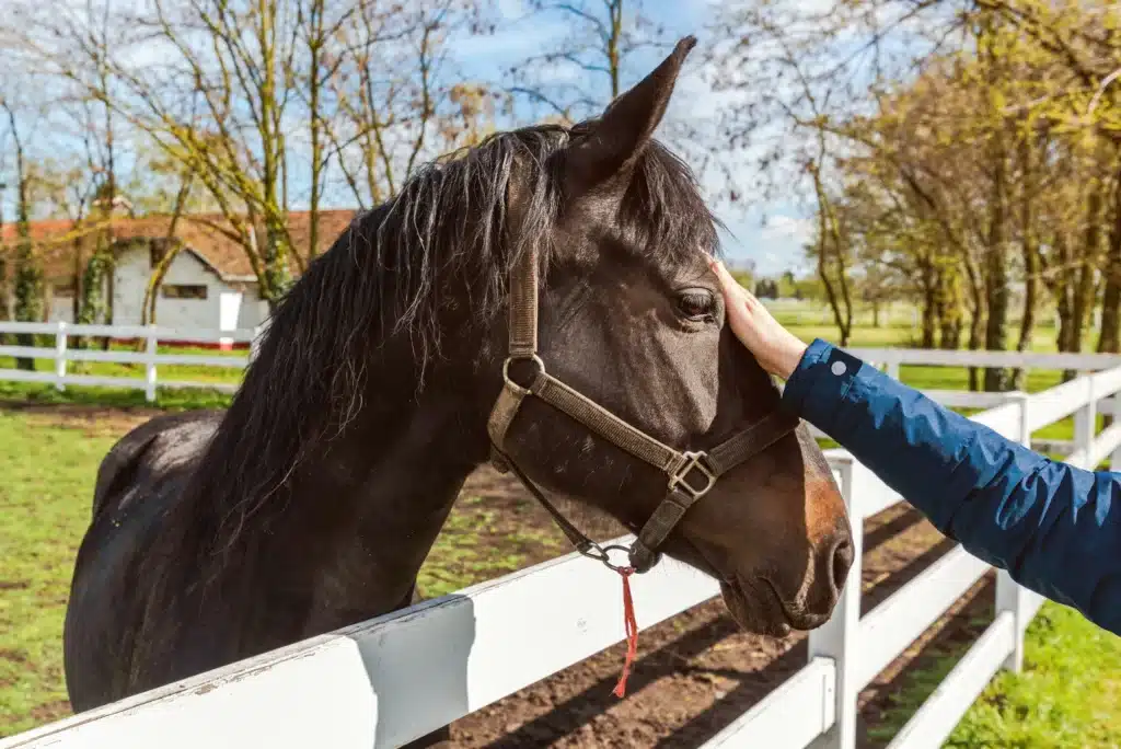 Equine assisted therapy, female hand gently petting the horse in the paddock