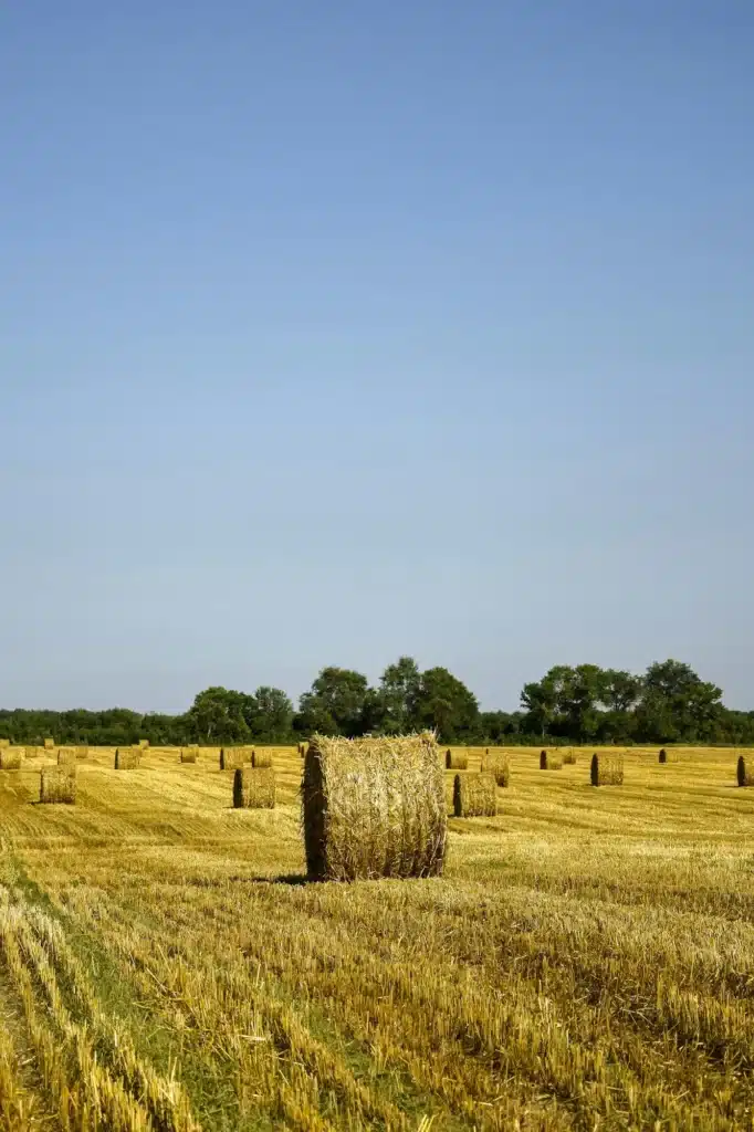 Harvested wheat field with large round bales of straw in summer. Farmland with blue sky.