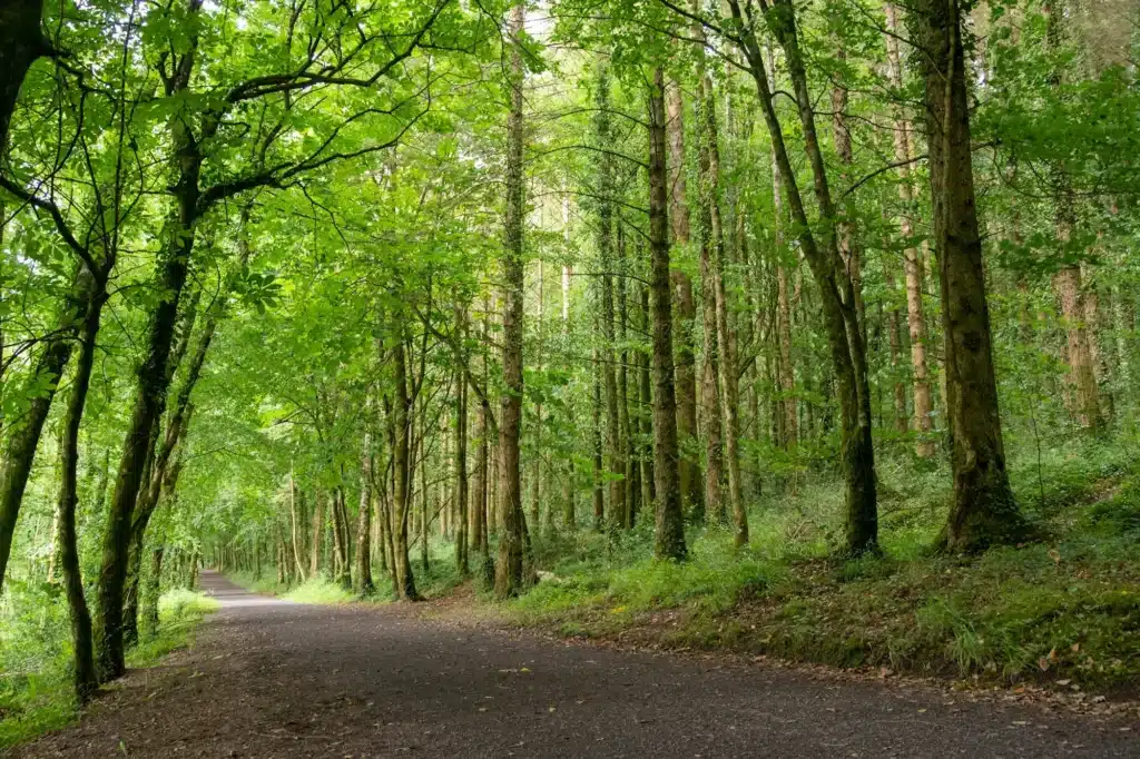 road in the woods