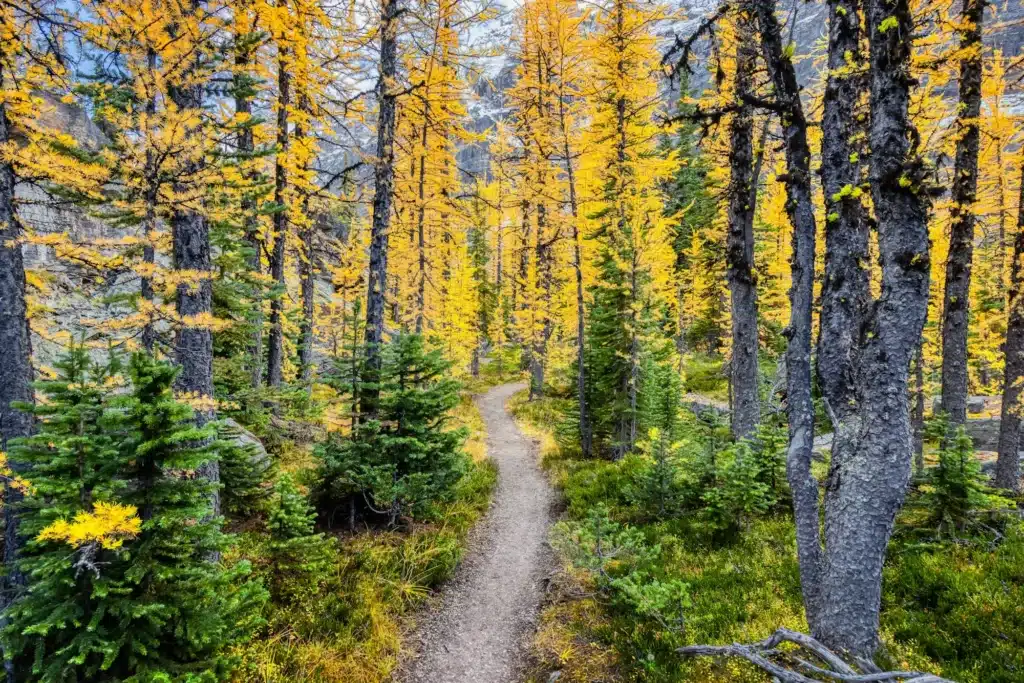 Scenic Hiking Trail in the woods