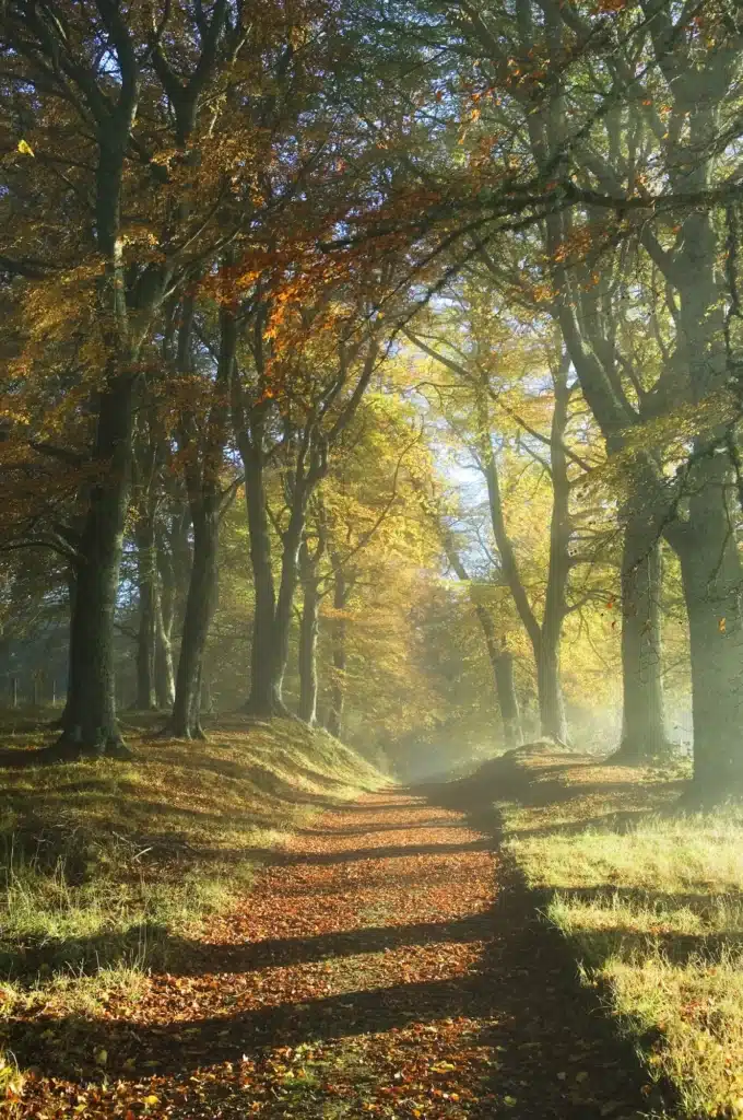 Trail Through a Forest in Autumn