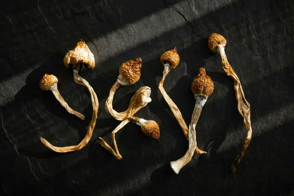 Dried hallucinogenic magic mushrooms